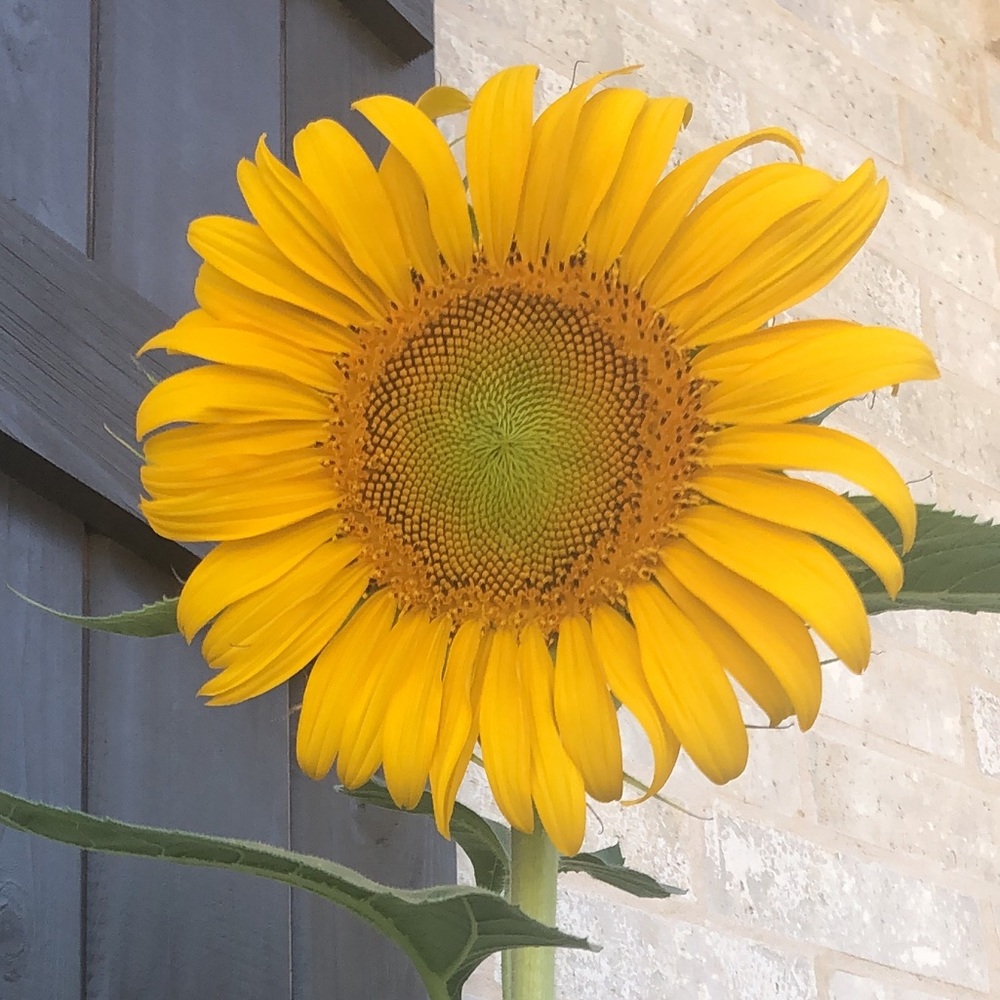 Meet your Posher, Ani